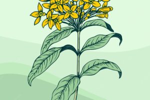 Yellow flower illustation