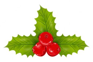 Holly berries and leaves. vector illustration.