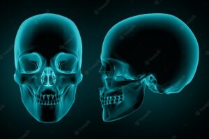 3d render of a front and side view of a skull