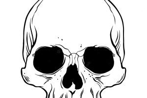 Anatomical human skull vector hand drawn illustration