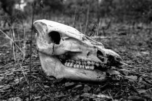 Black and white shot of an animal skull on the ground