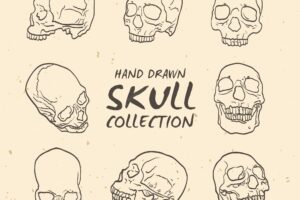 Collection of skull sketches