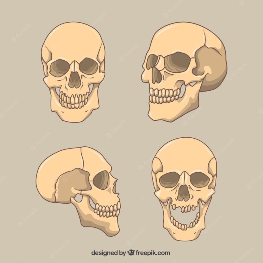 Flat pack of four skulls