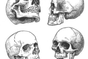 Hand drawn skull. sketch anatomical skulls in different angles, gothic tattoo. human skeleton dead head halloween engraving vector set. evil and frightening face with open and closed teeth