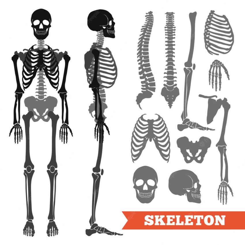 Human bones and skeleton set
