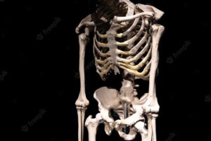 Human skeleton on a black background isolated