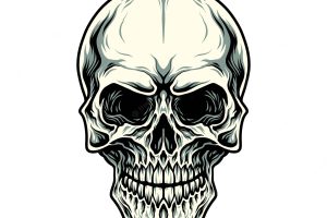 Illustration of skull, hand drawn line with digital color