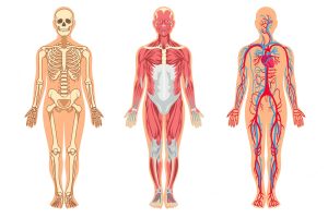 Muscles and bones in human body illustrations set. cartoon man with skeleton and blood vessel structure, veins, arteries, muscular system, isolated on white