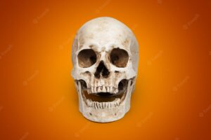 One human skull on a colored background