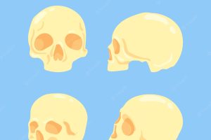 Pack of skulls in different positions