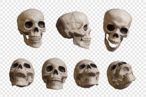 Realistic skull collection