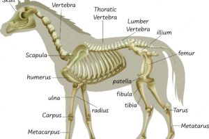 Science horse skeletal system