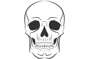 Sketchy skull