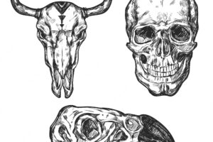 Skull illustration set