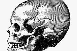 Vintage human skull illustration