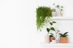 Plant wall shelf with blank space