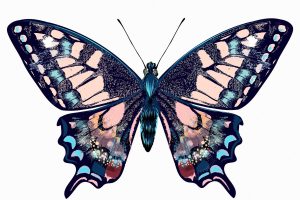 Beautiful hand drawn pink blue butterfly vector illustration isolated on white