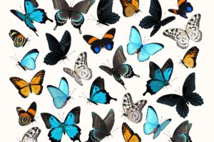 Big vector set of high detailed butterflies