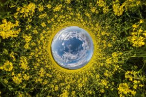 Blue sphere little planet inside yellow flowers rapeseed round frame background