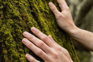 Close up hands touching tree moss