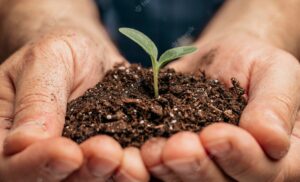 Close-up of male hands holding soil and little plant