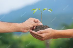 Close up picture of hand passing the sapling of the plant to another hand
