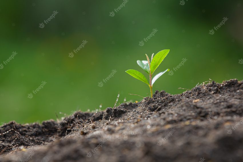 Close up picture of the sapling of the plant is growing