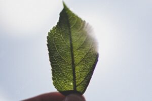 Closeup of a person's fingers holding a small green leaf against the sky in the background