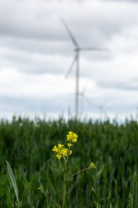 Closeup of wild yellow flowers in a field with white windmills on the blurry