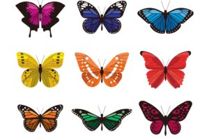 Collection of elegant colored butterflies