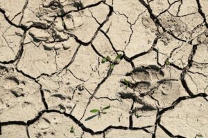 Cracks in the ground and footprints from animals on the dried ground top view or background idea graphic design with the concept of drought and death ecology and wellbeing of ecosystems