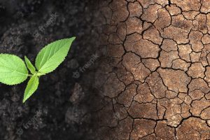 Drought the concept of environment and ecosystems in inclement weather seedlings in soils with arid soil and inclement weather