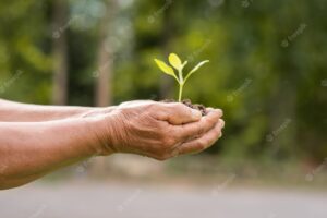 Elderly person holding plant