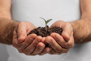 Front view of male hands holding soil and plant