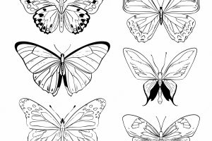 Hand drawn butterfly outline collection