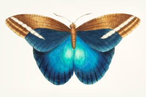 Hand drawn great occidental butterfly