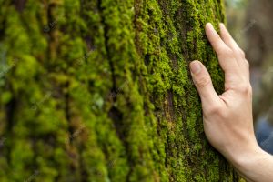 Hand touching tree moss close up
