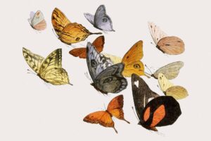 Mixed flying butterflies vintage illustration