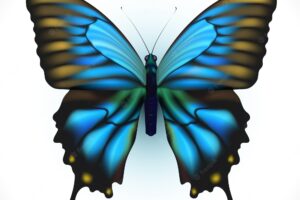 Realistic bright butterfly isolated