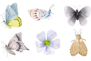 Set of object watercolor painting of various butterfly