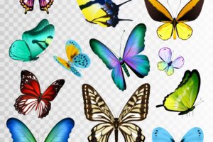Small and big multicolored butterflies set isolated on transparent background