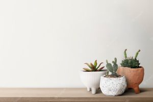 Small cacti with a white wall background