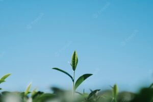 Tea leaf in field