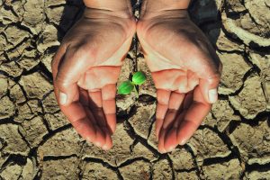 Two hand protection young plant growing in soil arid concept eco