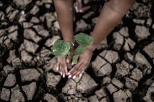 Two hands are planting trees and dry and cracked soil in global warming conditions.