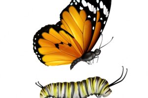 Vector realistic plain tiger or african monarch butterfly and caterpillar close up side view isolated on white background