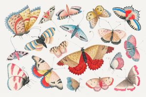 Vintage butterfly and moth watercolor illustration  set, remixed from the 18th-century artworks from the smithsonian archive.