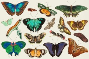 Vintage butterfly vector colorful illustration set