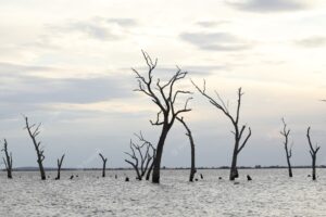 Water scene with dead trees at dusk