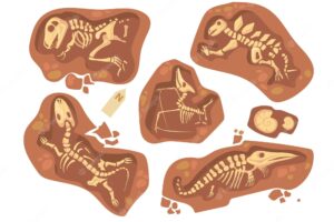 Cartoon set of different dinosaur fossils. flat illustration.